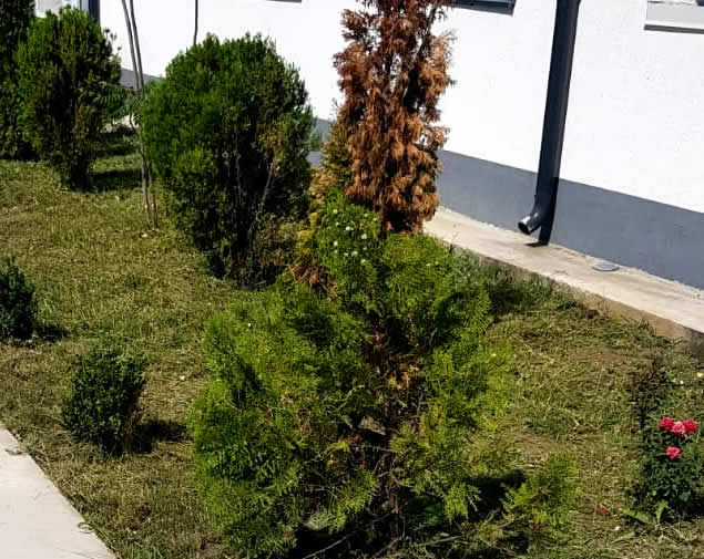 Amenajare si intretinere spatii verzi